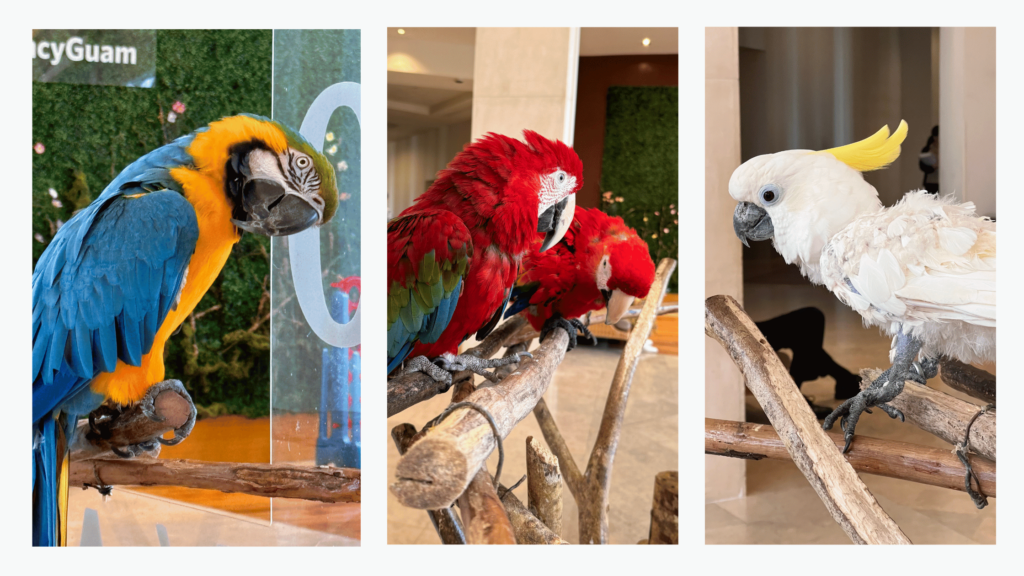 hyatt regency guam photos - parrots in the lobby
