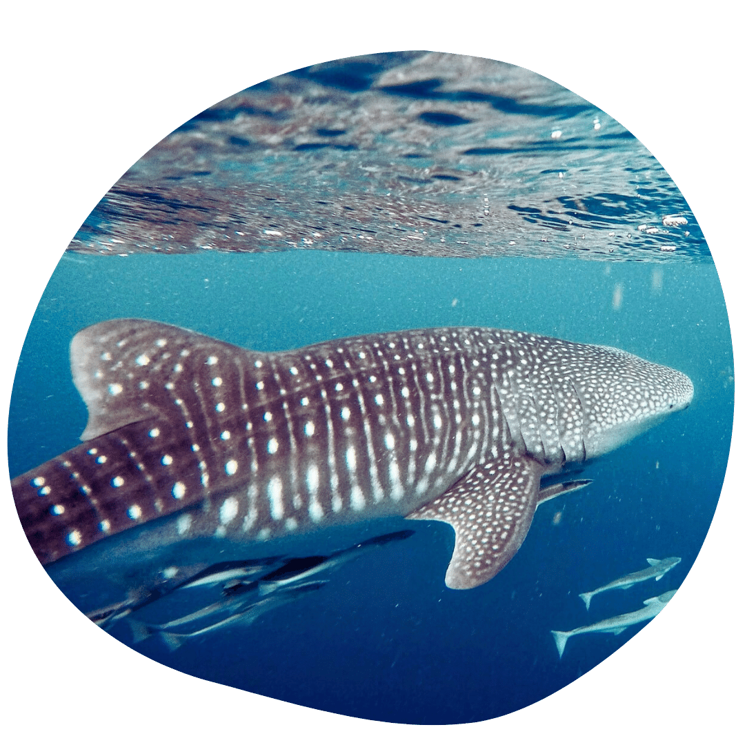 Our Swim with the Sharks, Part I